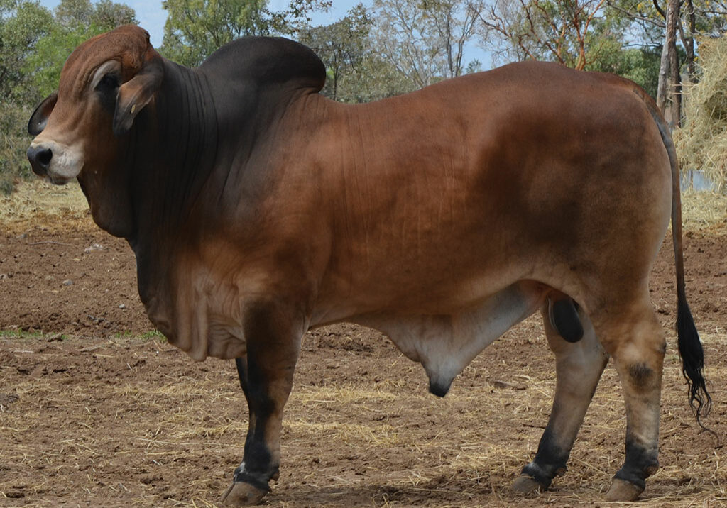 LOT-70-Hazelton-H1148