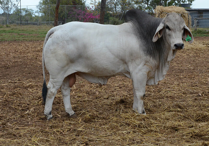 lot492hazeltonbrahmansrbws