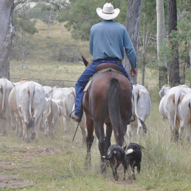 Hazelton Brahmans | Grey Brahman Stud Cattle Queensland