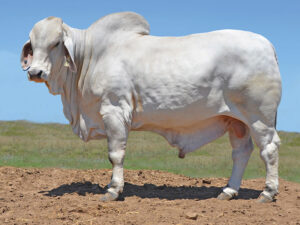 05 HAZELTON TAROOM B790