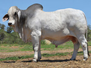 08 HAZELTON ADVANCE 4474