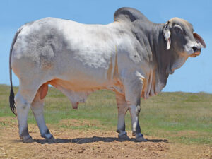 22 HAZLETON THREDBOW B546 (P)