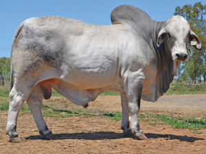 25 HAZLETON TOP DOG B683