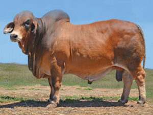 40 HAZLETON KINGSMAN H544