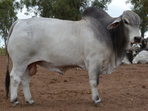 498 HAZELTON FELIX 4207