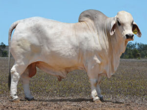 11 HAZELTON SARGENT 4470