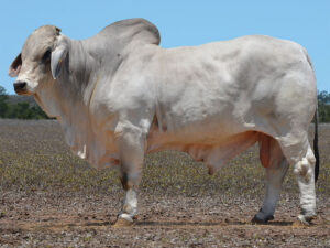 12 HAZELTON CORPORAL 4525