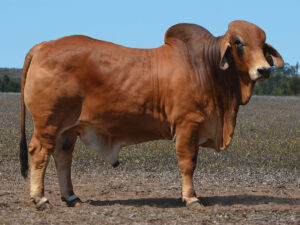 17 HAZELTON GOLIATH 4812