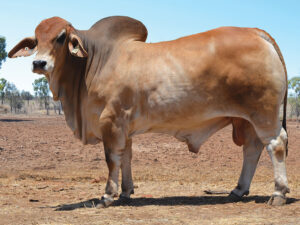 20 HAZELTON KIDMAN H849 (P)