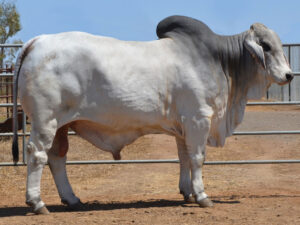 24 HAZELTON ACE 4858