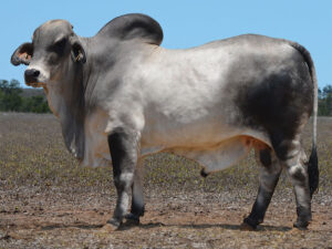 27 HAZELTON SHAKESPEARE 683