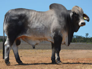 28 HAZELTON ROMEO 4734