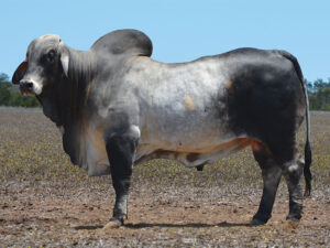 32 HAZELTON ALPHA 4549