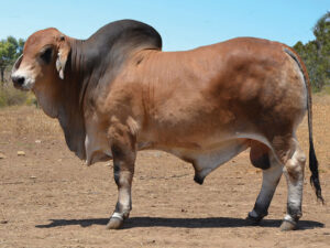 34 HAZELTON MITCH 4953 (P)