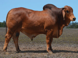 34 HAZELTON BOSTON 803 (P)