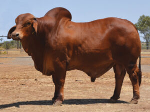 35 HAZELTON MILBURN 4942 (P)