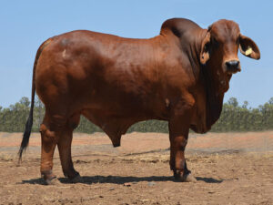 35 HAZELTON THURSTON 804 (P)