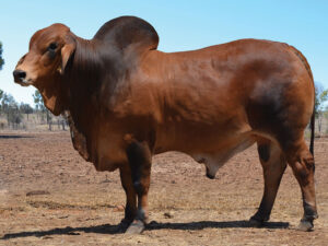 36 HAZELTON MOEY 4925