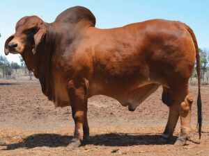 37 HAZELTON KANSAS H846 (P)