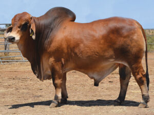 38 HAZELTON MIGLO 4944 (P)