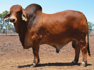 39 HAZELTON MR M 5097