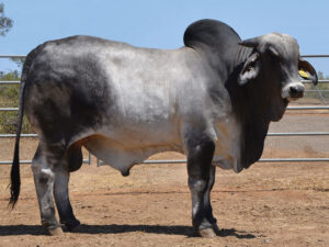 46 HAZELTON EXMEN 4877 (P)