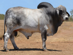 47 HAZELTON POLLED PETE H876 (P)