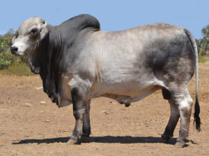 48 HAZELTON POLLED PAUL H912