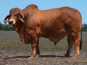 51 HAZELTON RENO 4634 (P)