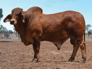 53 HAZELTON PLENTY 4840 (S)