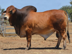 57 HAZELTON MAVERICK 5091