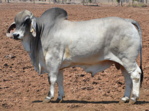 74 HAZELTON BRAVO 840 (P)